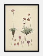 engelsk græs  |  FLORA DANICA-ILLUSTRATION - decoARTE
