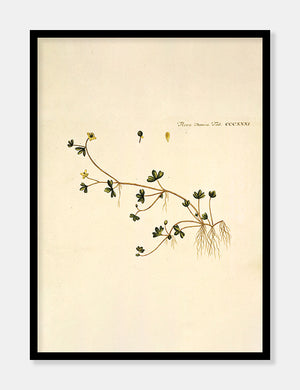 ranunkel  |  FLORA DANICA-ILLUSTRATION - decoARTE