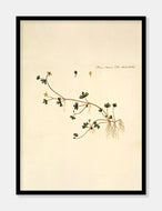 ranunkel  |  FLORA DANICA-ILLUSTRATION - decoARTE
