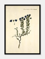 ærenpris  |  FLORA DANICA-ILLUSTRATION - decoARTE