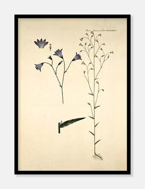 engklokke  |  FLORA DANICA-ILLUSTRATION - decoARTE