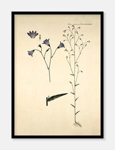 engklokke  |  FLORA DANICA-ILLUSTRATION - decoARTE