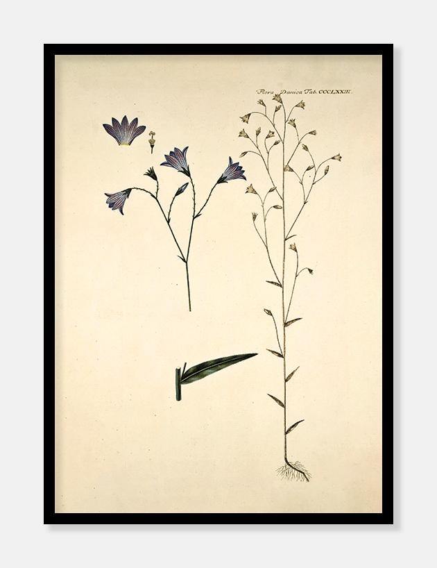 engklokke  |  FLORA DANICA-ILLUSTRATION - decoARTE