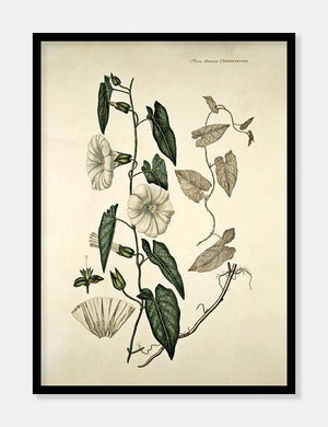 gærdesnerle  |  FLORA DANICA-ILLUSTRATION - decoARTE