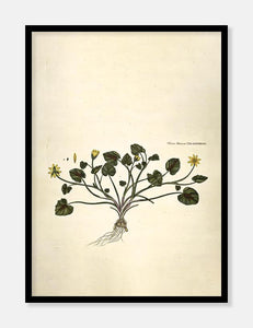 almindelig vorterod  |  FLORA DANICA-ILLUSTRATION - decoARTE