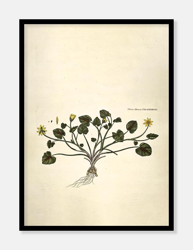 almindelig vorterod  |  FLORA DANICA-ILLUSTRATION - decoARTE