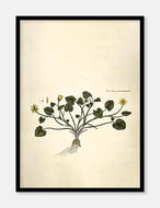 almindelig vorterod  |  FLORA DANICA-ILLUSTRATION - decoARTE