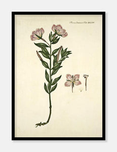 gederams  |  FLORA DANICA-ILLUSTRATION - decoARTE
