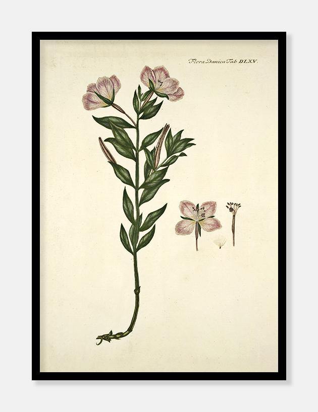 gederams  |  FLORA DANICA-ILLUSTRATION - decoARTE