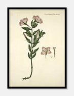 gederams  |  FLORA DANICA-ILLUSTRATION - decoARTE