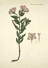 Indlæs billede til gallerivisning gederams  |  FLORA DANICA-ILLUSTRATION - decoARTE
