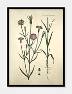 klinte  |  FLORA DANICA-ILLUSTRATION - decoARTE