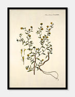 loppeurt  |  FLORA DANICA-ILLUSTRATION - decoARTE