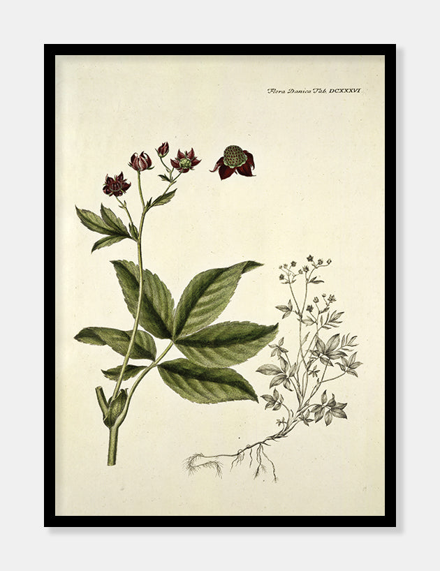 kragefod  |  FLORA DANICA-ILLUSTRATION - decoARTE