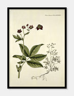 kragefod  |  FLORA DANICA-ILLUSTRATION - decoARTE