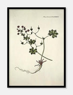 blød snorkenæb  |  FLORA DANICA-ILLUSTRATION - decoARTE