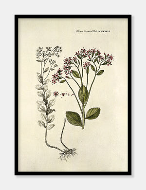 sankt hans urt  |  FLORA DANICA-ILLUSTRATION - decoARTE