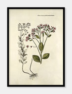 sankt hans urt  |  FLORA DANICA-ILLUSTRATION - decoARTE