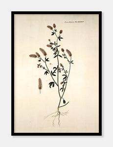 hare-kløver  |  FLORA DANICA-ILLUSTRATION - decoARTE
