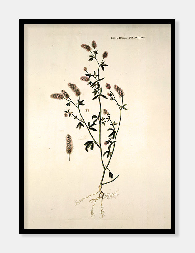 hare-kløver  |  FLORA DANICA-ILLUSTRATION - decoARTE