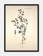 hare-kløver  |  FLORA DANICA-ILLUSTRATION - decoARTE