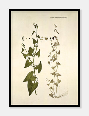 snerlepileurt  |  FLORA DANICA-ILLUSTRATION - decoARTE