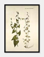 snerlepileurt  |  FLORA DANICA-ILLUSTRATION - decoARTE