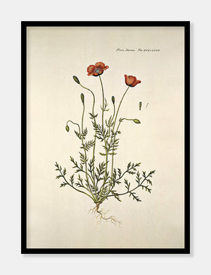 køllevalmue  |  FLORA DANICA-ILLUSTRATION - decoARTE