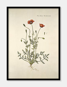 køllevalmue  |  FLORA DANICA-ILLUSTRATION - decoARTE