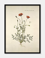 køllevalmue  |  FLORA DANICA-ILLUSTRATION - decoARTE