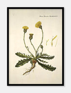 borst  |  FLORA DANICA-ILLUSTRATION - decoARTE