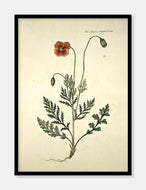 gærdevalmue  |  FLORA DANICA-ILLUSTRATION - decoARTE