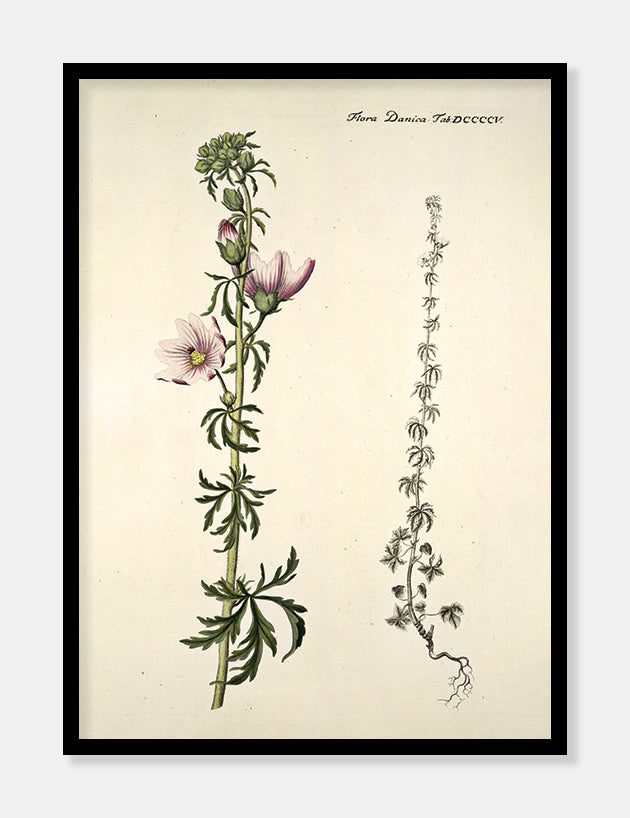 moskuskatost  |  FLORA DANICA-ILLUSTRATION - decoARTE