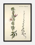 moskuskatost  |  FLORA DANICA-ILLUSTRATION - decoARTE