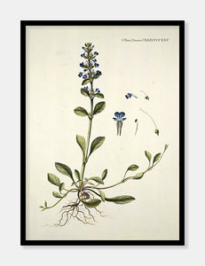 læbeløs  |  FLORA DANICA-ILLUSTRATION - decoARTE