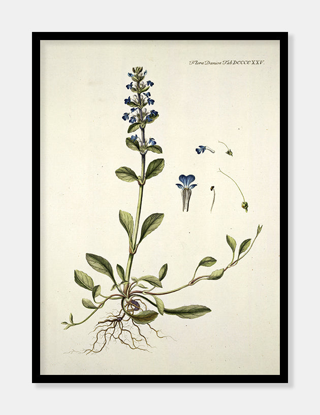 læbeløs  |  FLORA DANICA-ILLUSTRATION - decoARTE