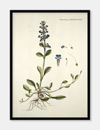 læbeløs  |  FLORA DANICA-ILLUSTRATION - decoARTE