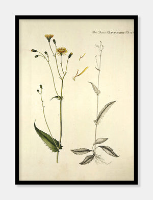 høgeurt  |  FLORA DANICA-ILLUSTRATION - decoARTE