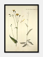 høgeurt  |  FLORA DANICA-ILLUSTRATION - decoARTE