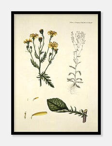 engbrandbæger  |  FLORA DANICA-ILLUSTRATION - decoARTE
