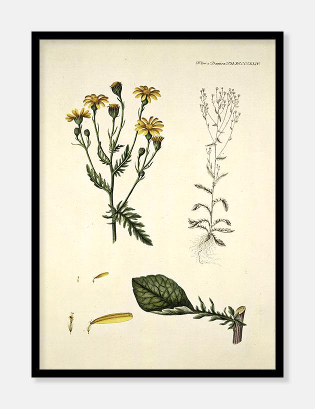 engbrandbæger  |  FLORA DANICA-ILLUSTRATION - decoARTE