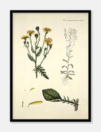 engbrandbæger  |  FLORA DANICA-ILLUSTRATION - decoARTE