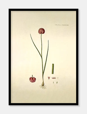 purløg  |  FLORA DANICA-ILLUSTRATION - decoARTE