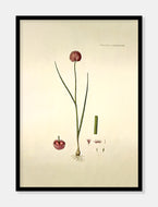purløg  |  FLORA DANICA-ILLUSTRATION - decoARTE