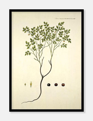 blåbær  |  FLORA DANICA-ILLUSTRATION - decoARTE