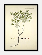 blåbær  |  FLORA DANICA-ILLUSTRATION - decoARTE