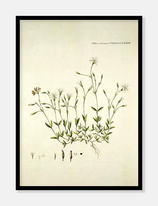 fjeldhønsetarm  |  FLORA DANICA-ILLUSTRATION - decoARTE