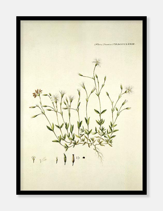 fjeldhønsetarm  |  FLORA DANICA-ILLUSTRATION - decoARTE