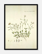 fjeldhønsetarm  |  FLORA DANICA-ILLUSTRATION - decoARTE