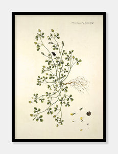 humlesneglebælg  |  FLORA DANICA-ILLUSTRATION - decoARTE